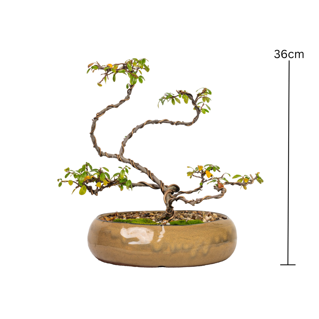 Cotoneaster Bonsai (2013)