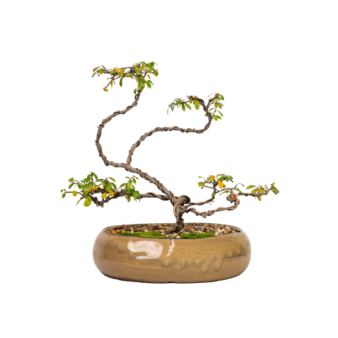 Cotoneaster Bonsai (2013)
