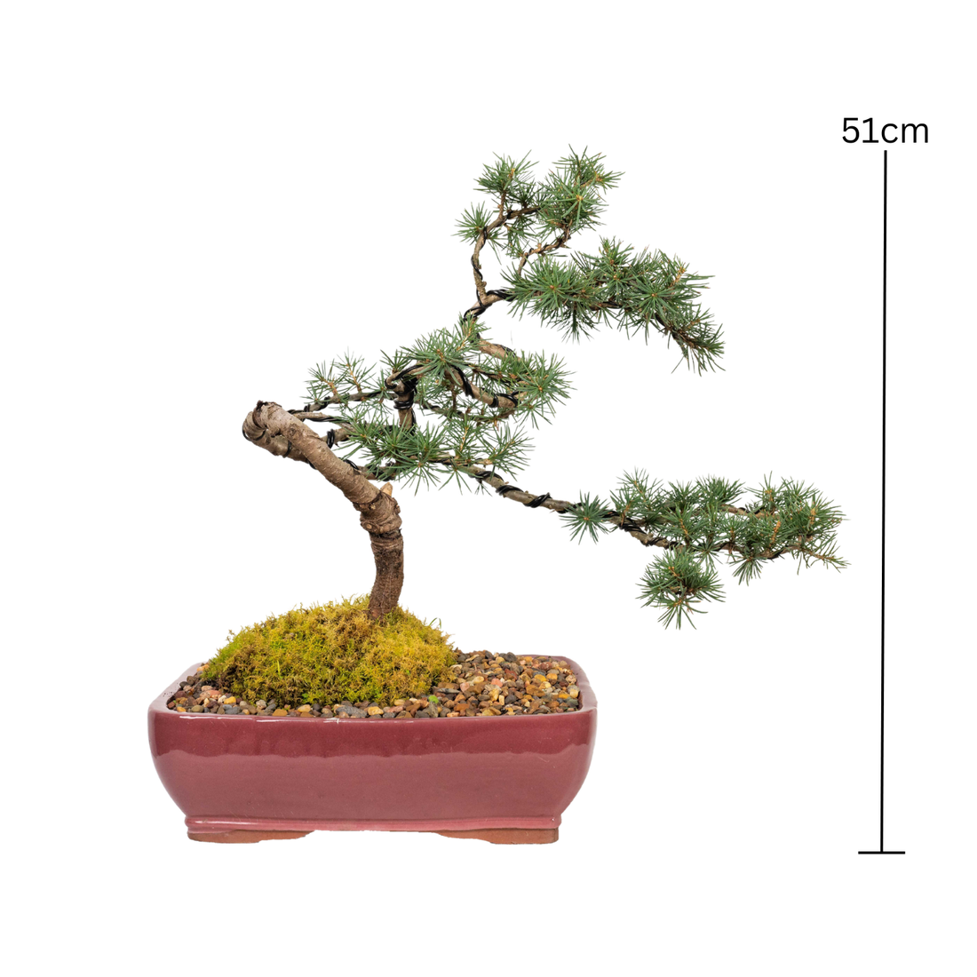 Atlantic Cedar Bonsai (2000)