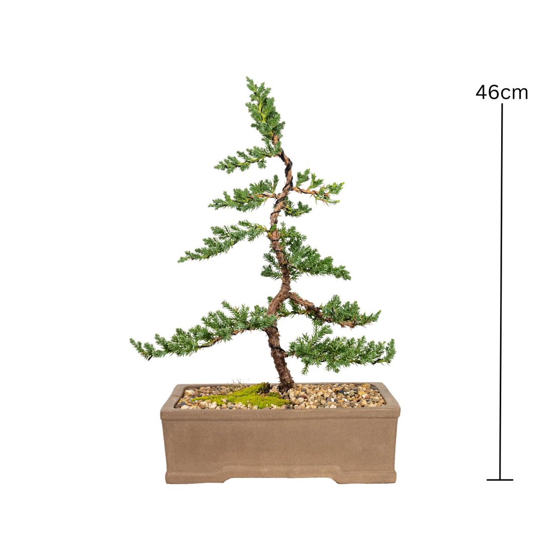 Juniper Bonsai (2012)