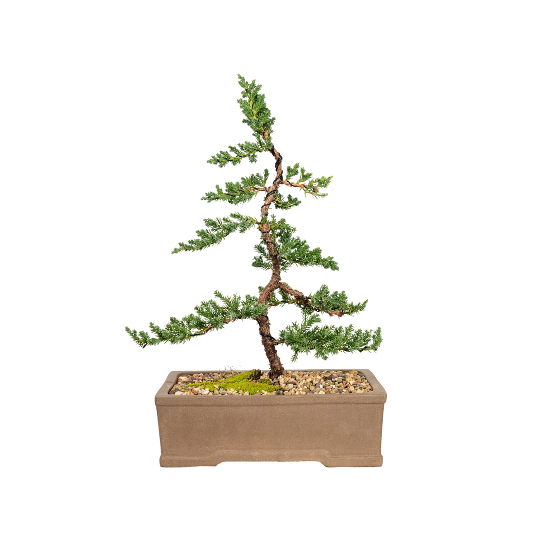 Juniper Bonsai (2012)