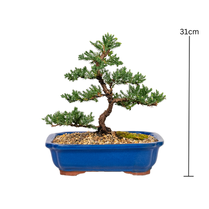 Juniper Bonsai (2012)