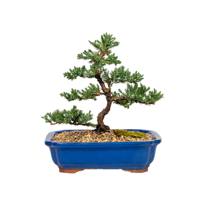 Juniper Bonsai (2012)