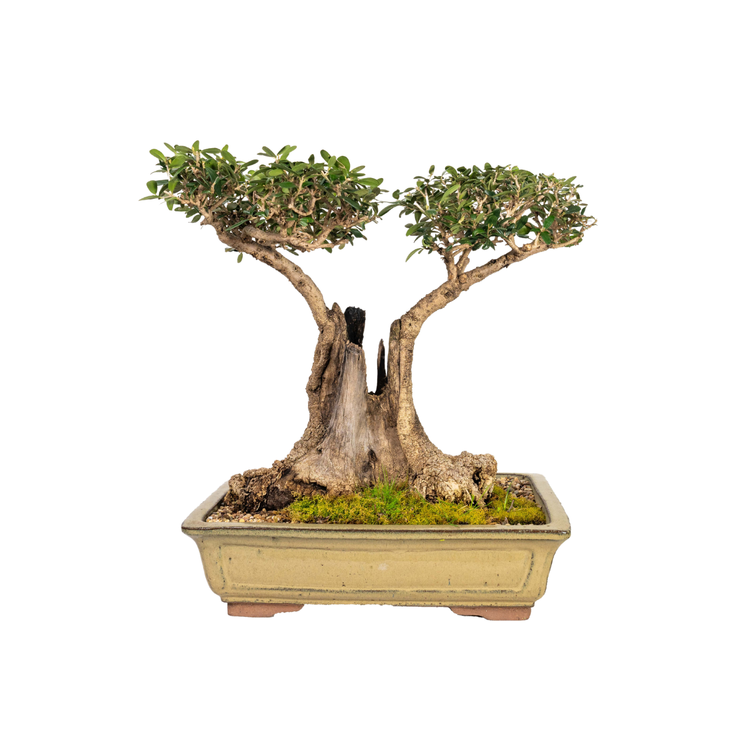 Asian Olive Bonsai (1970)