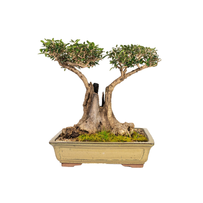 Asian Olive Bonsai (1970)