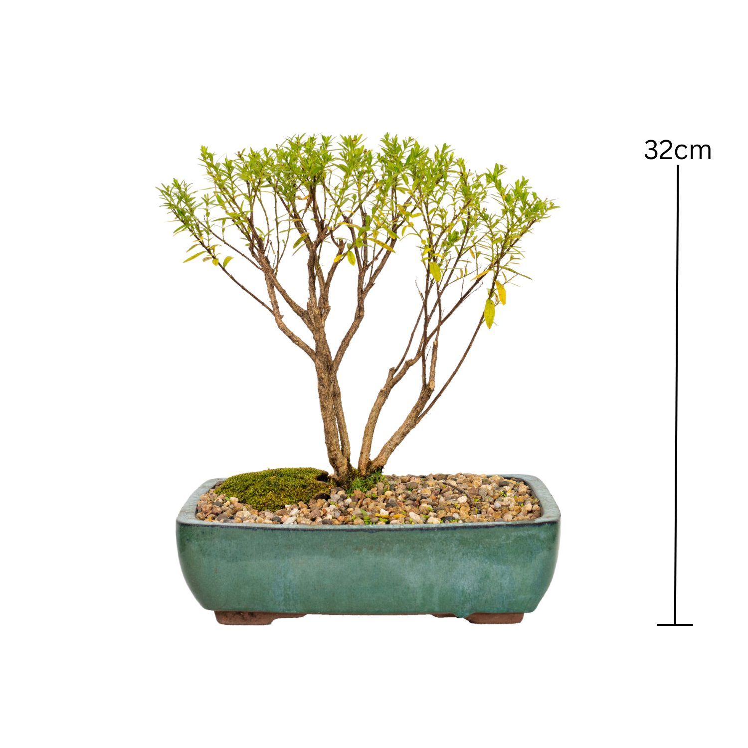 Cuphea Bonsai (2016)