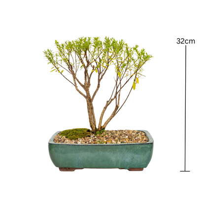 Cuphea Bonsai (2016)