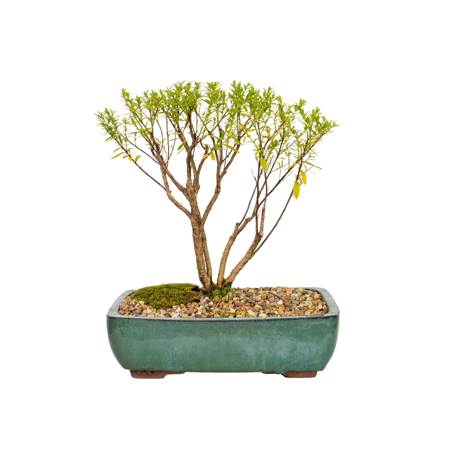 Cuphea Bonsai (2016)