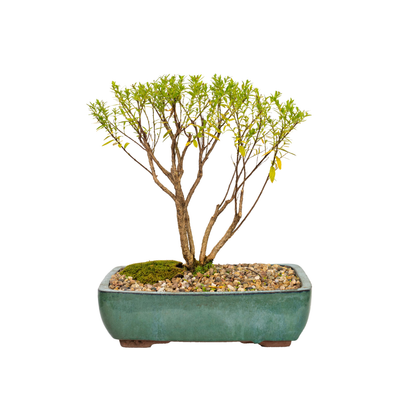 Cuphea Bonsai (2016)