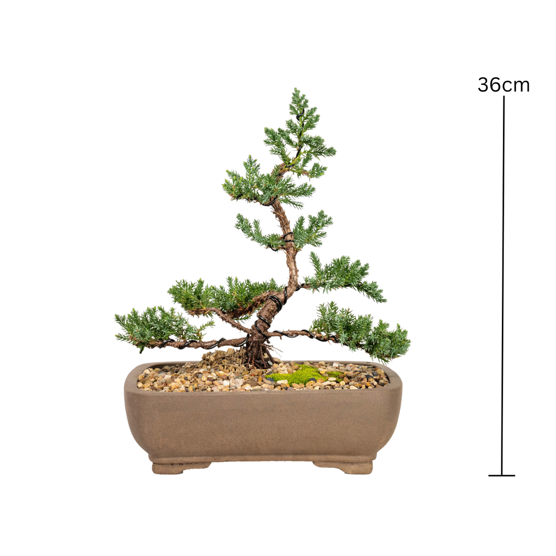 Juniper Bonsai (2012)