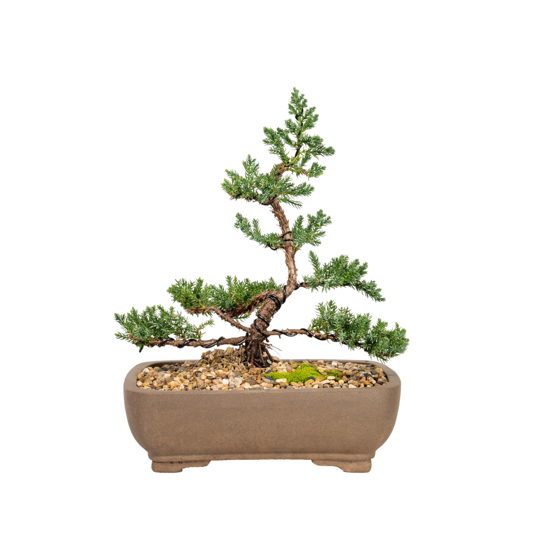 Juniper Bonsai (2012)