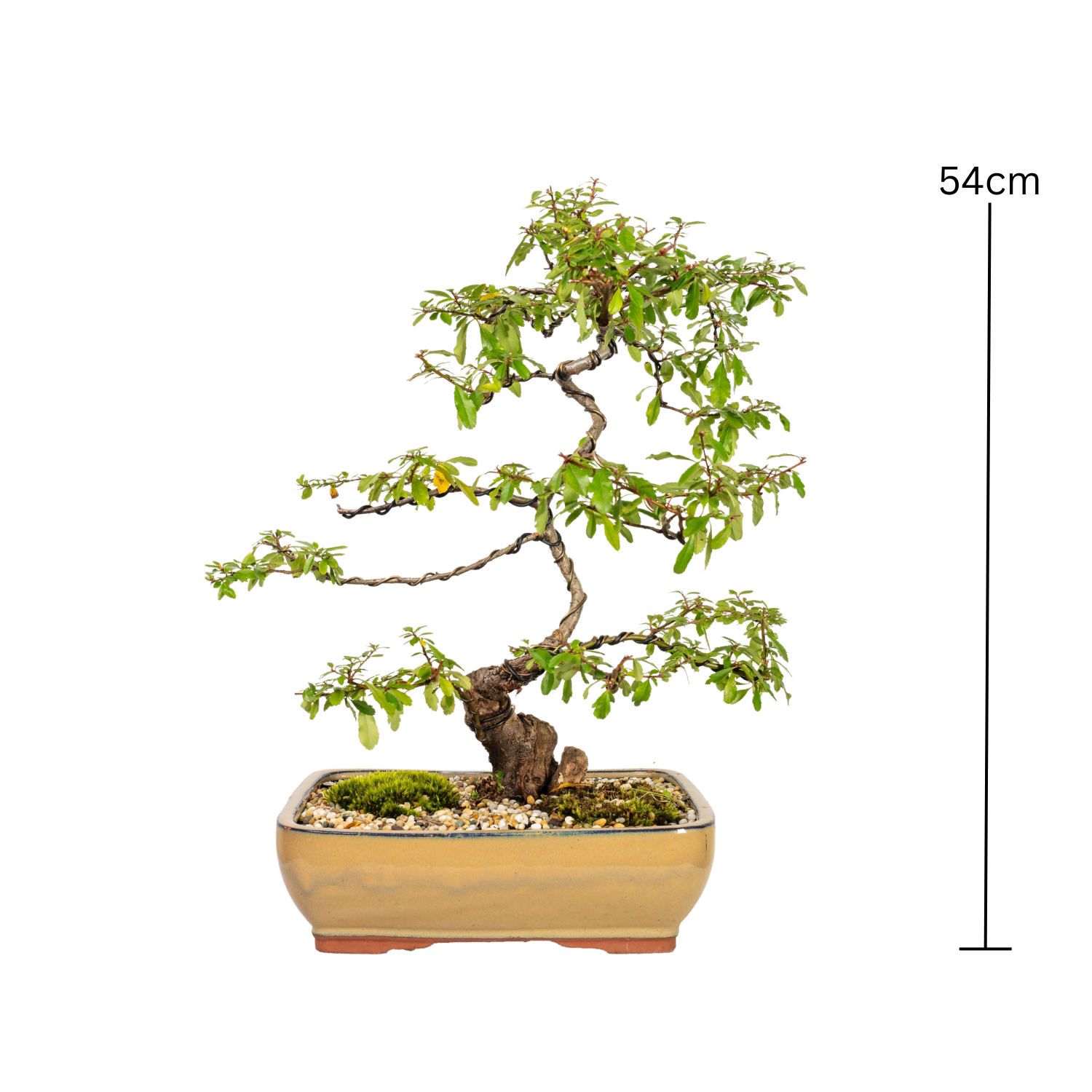 Pyracantha Bonsai (2000)