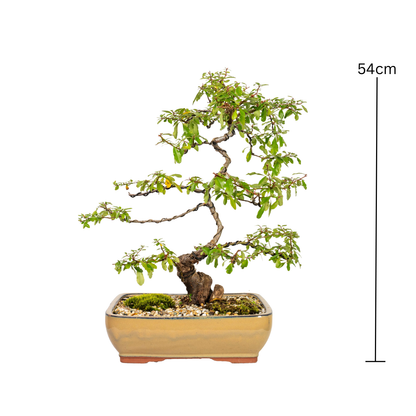 Pyracantha Bonsai (2000)