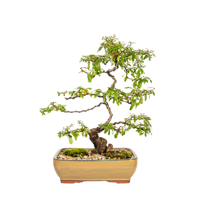 Pyracantha Bonsai (2000)