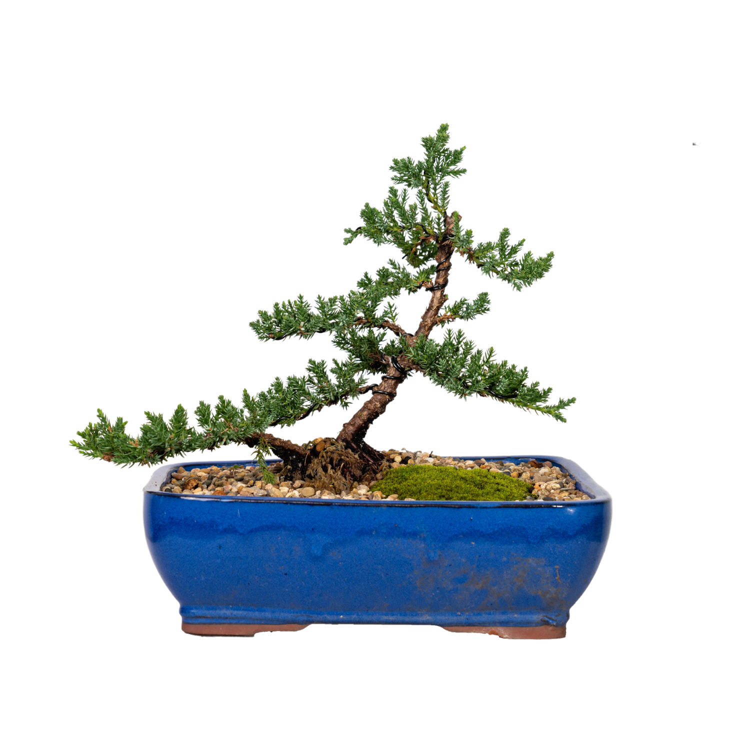 Juniper Bonsai (2012)