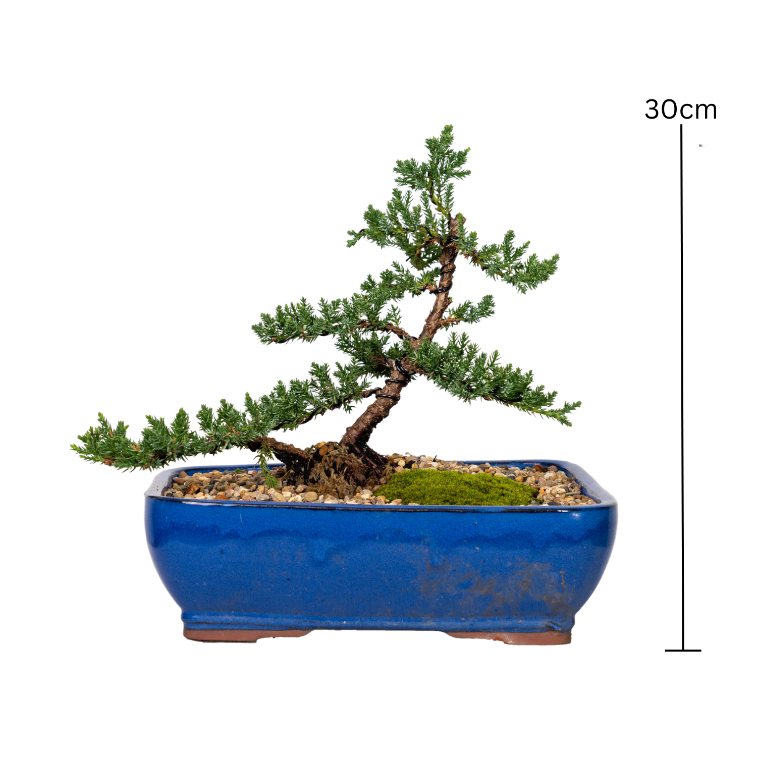 Juniper Bonsai (2012)