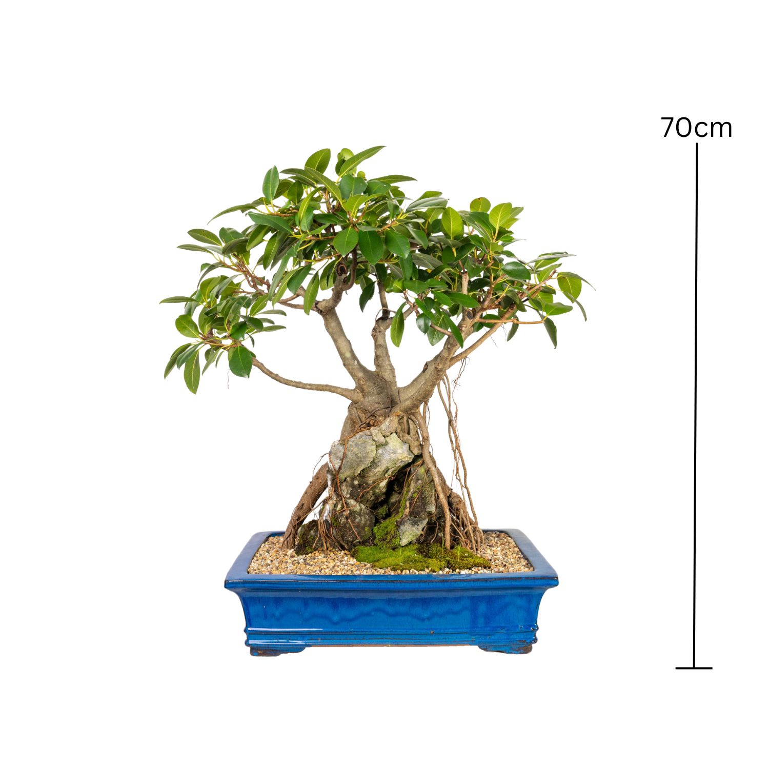 Port Jackson Fig Bonsai (1966)