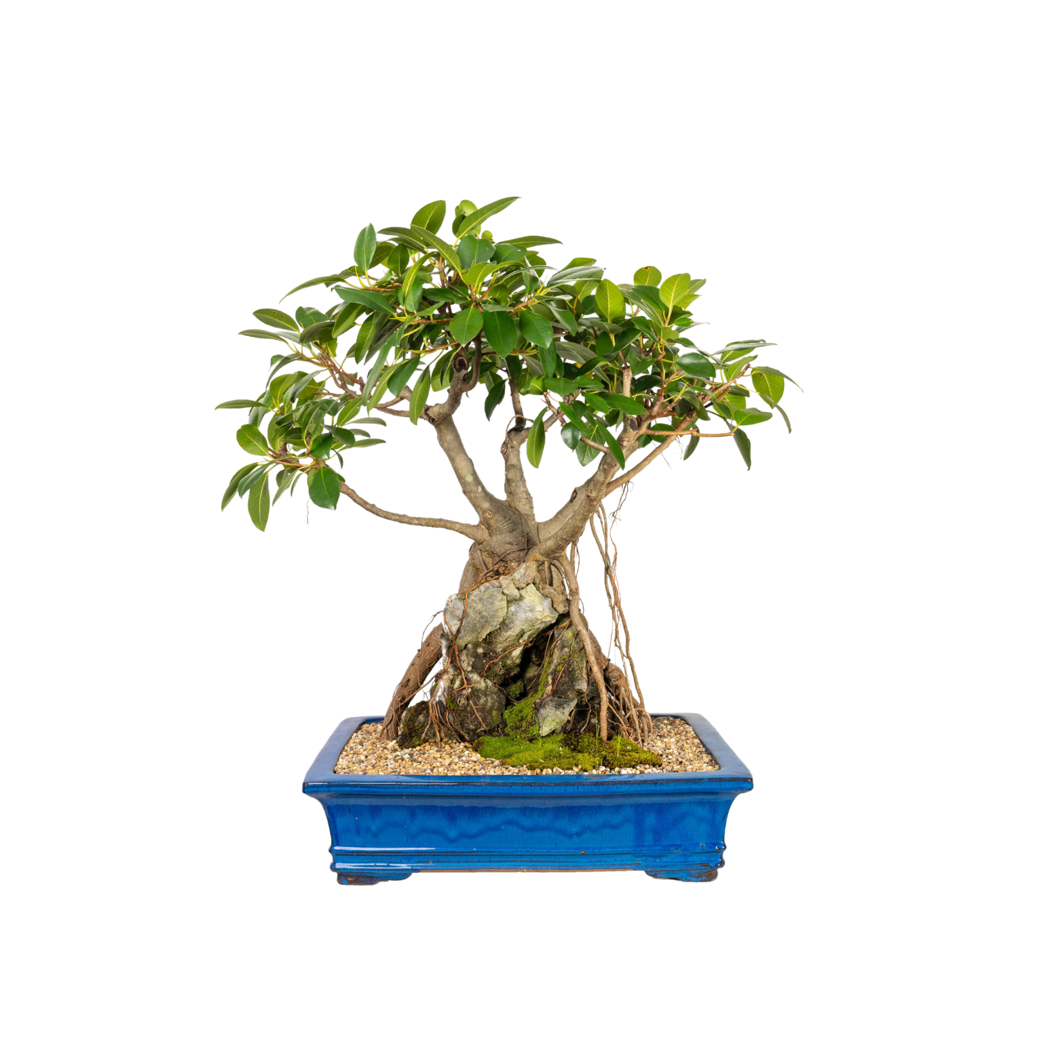 Port Jackson Fig Bonsai (1966)