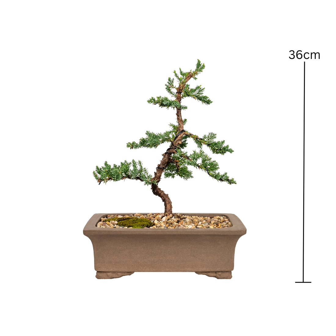 Juniper Bonsai (2012)