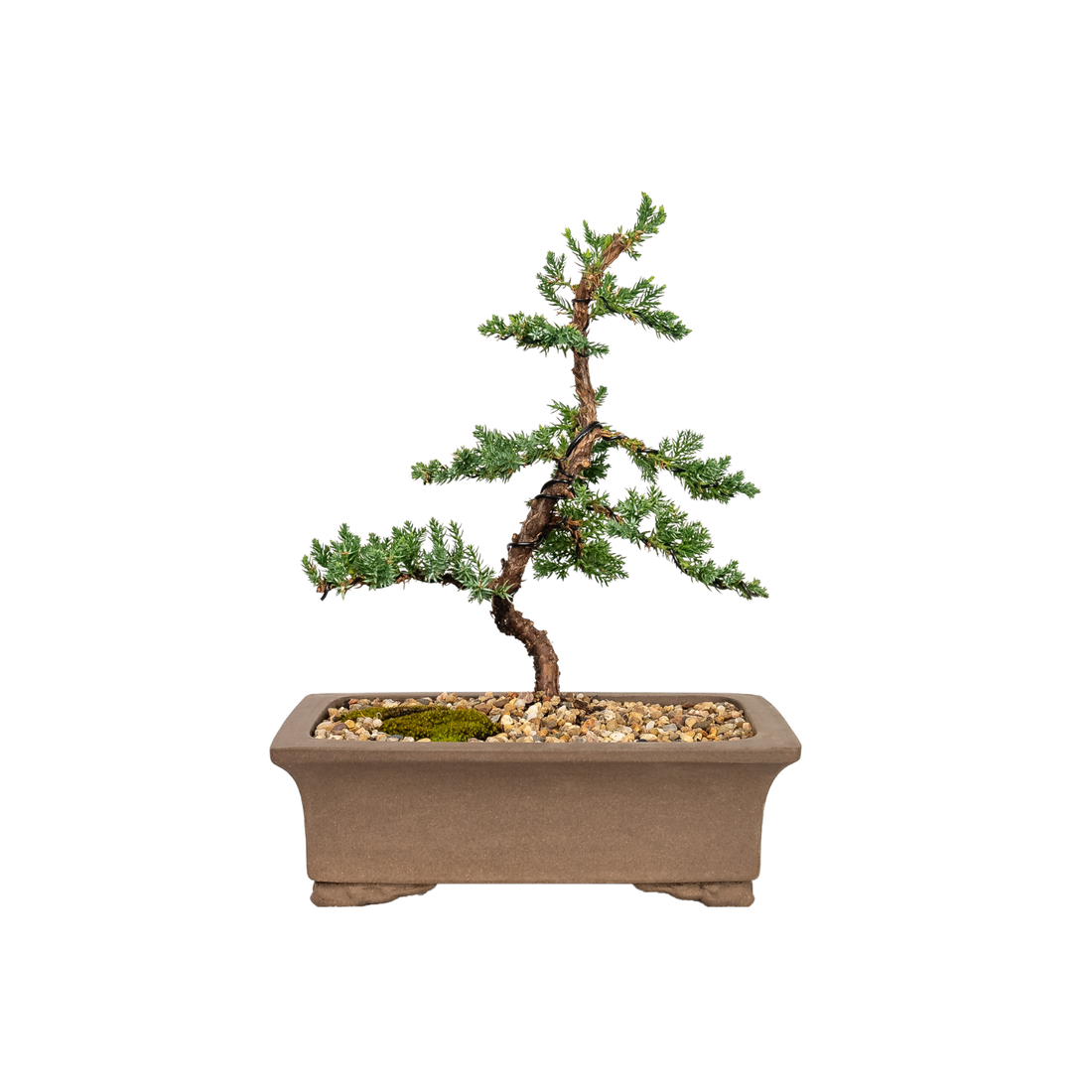 Juniper Bonsai (2012)