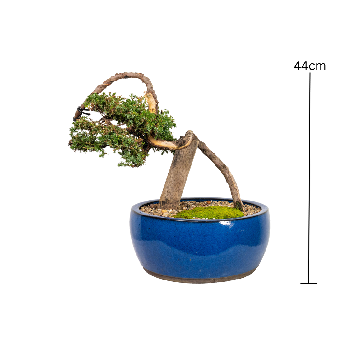 Juniper Bonsai (1996)