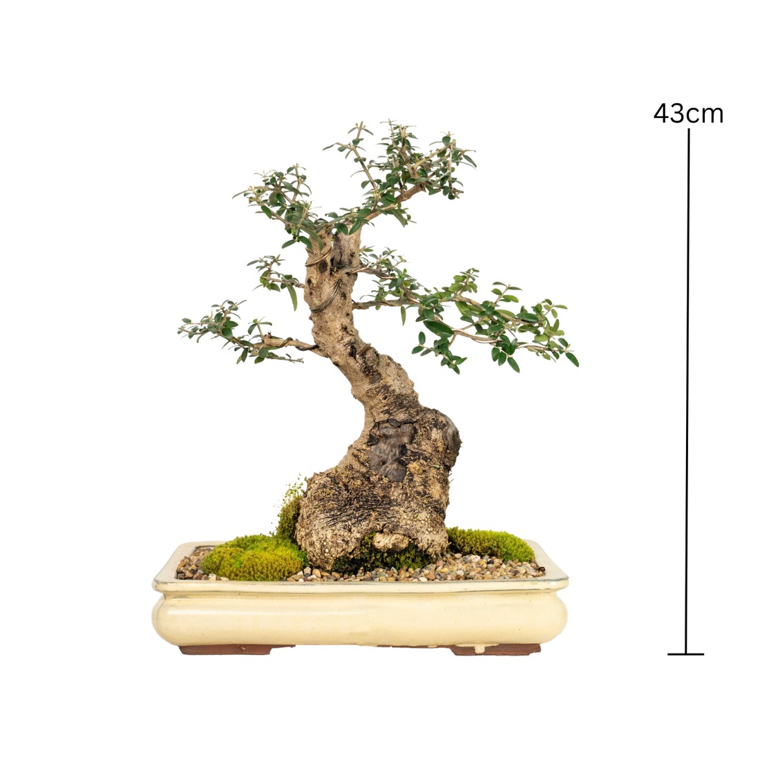 Asian Olive Bonsai (1986)