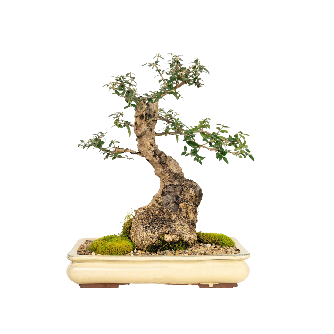 Asian Olive Bonsai (1986)