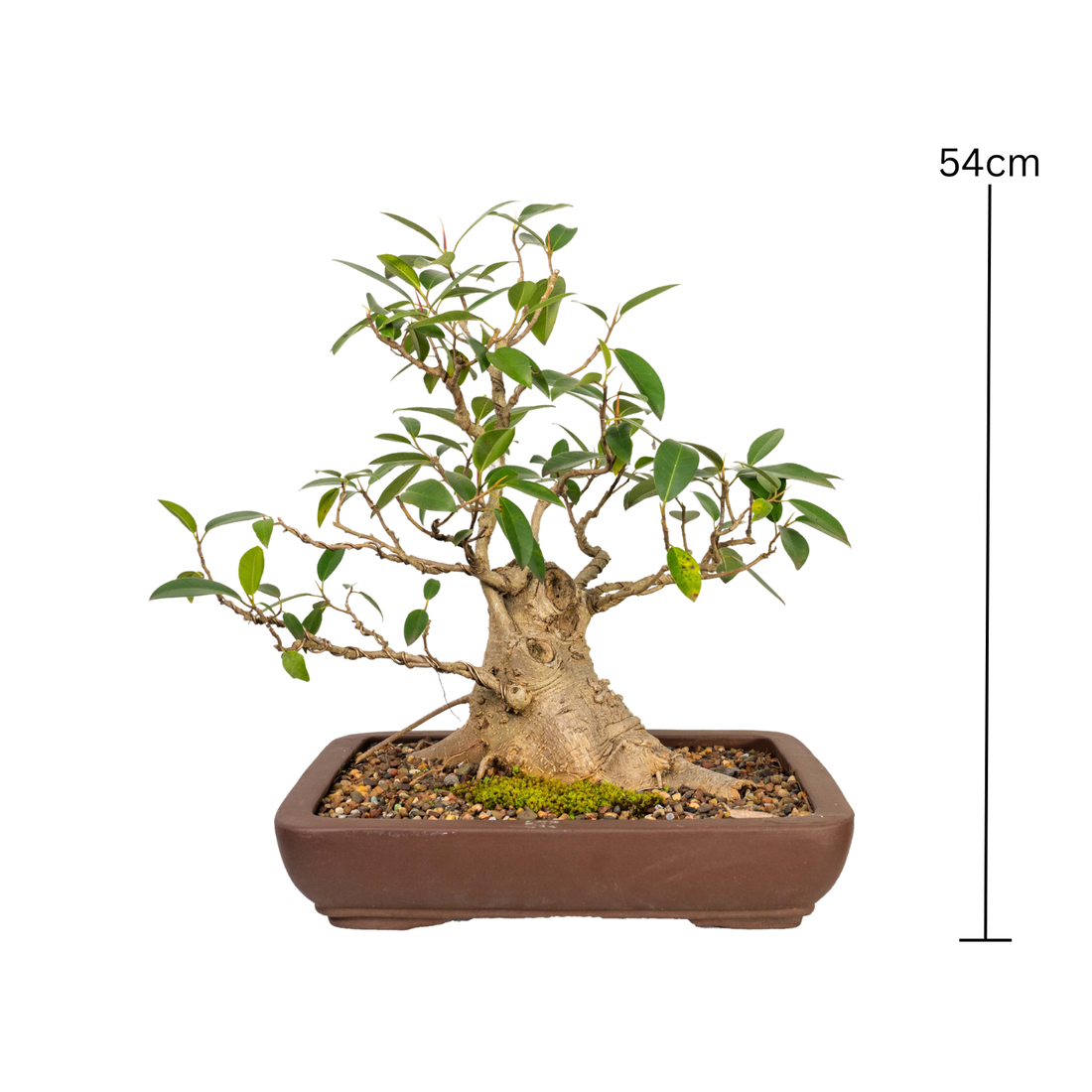 Port Jackson Fig Bonsai (1984)