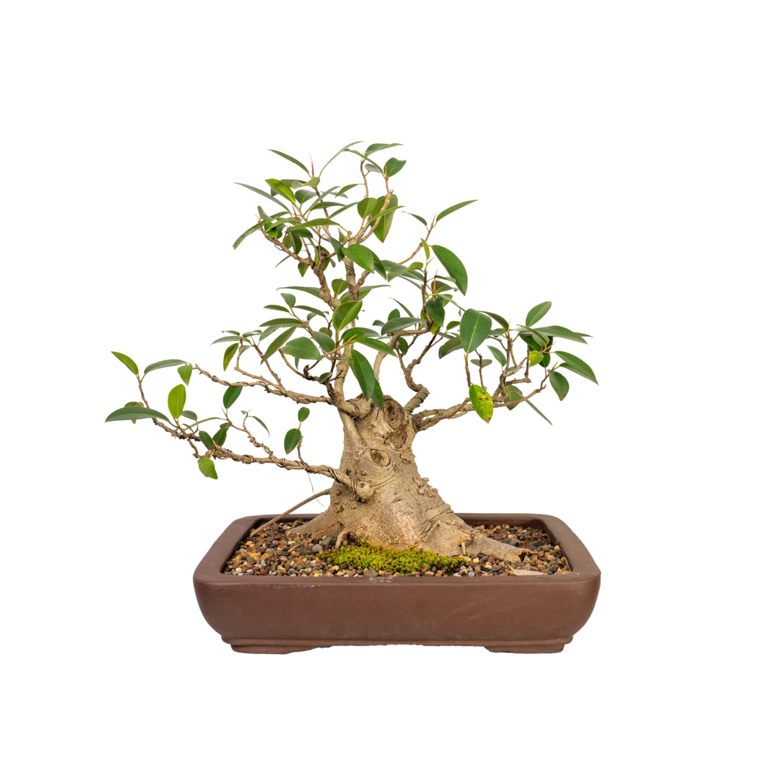 Port Jackson Fig Bonsai (1984)