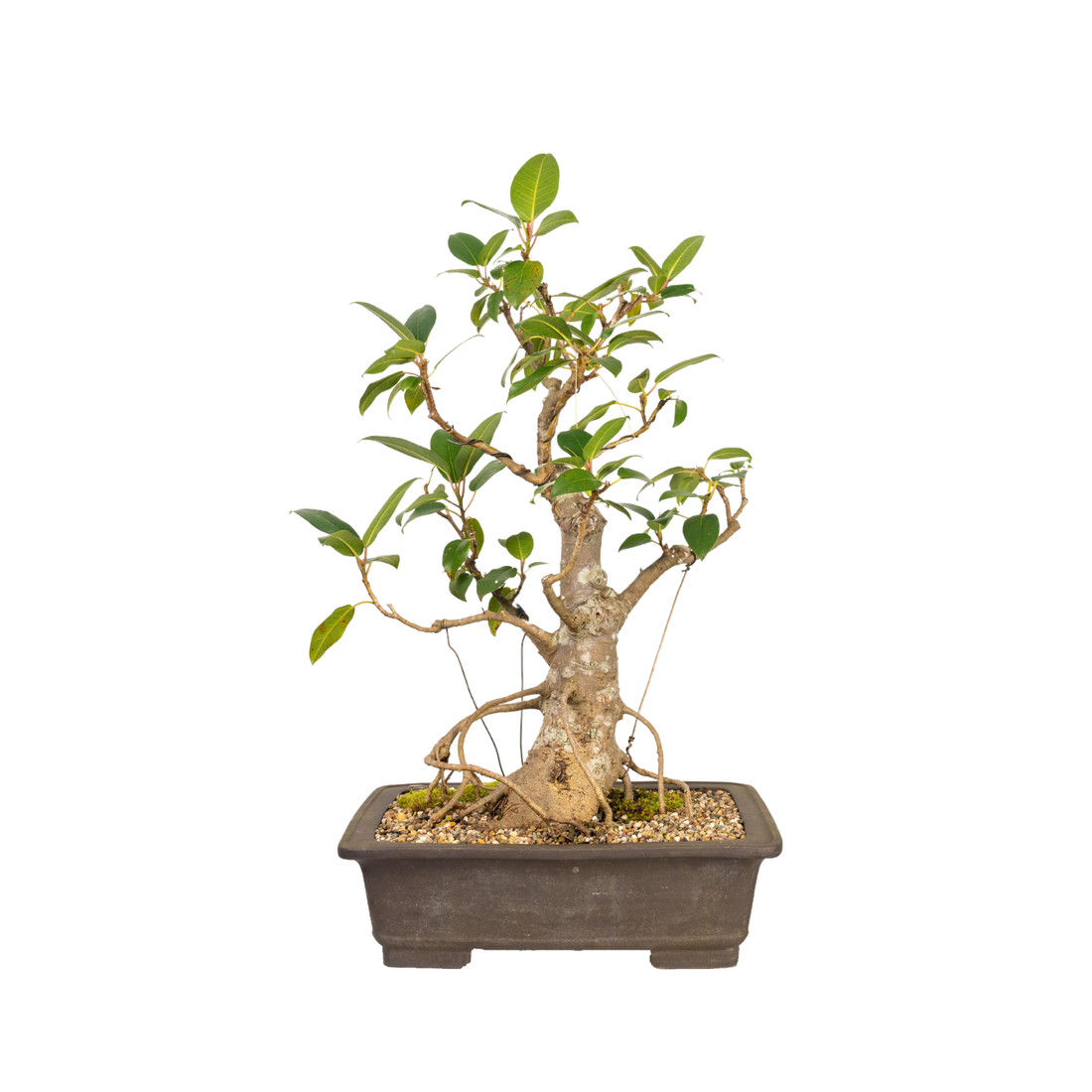 Tiger Bark Fig Bonsai (1990)