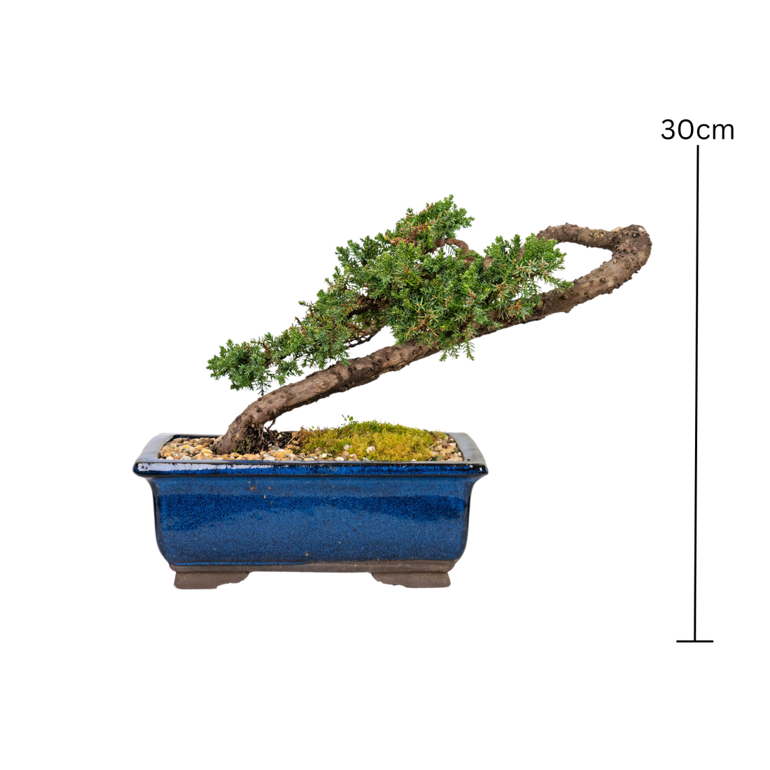 Juniper Bonsai (2008)