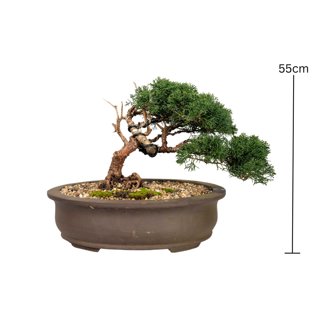Shimpaku Juniper Bonsai (1998)