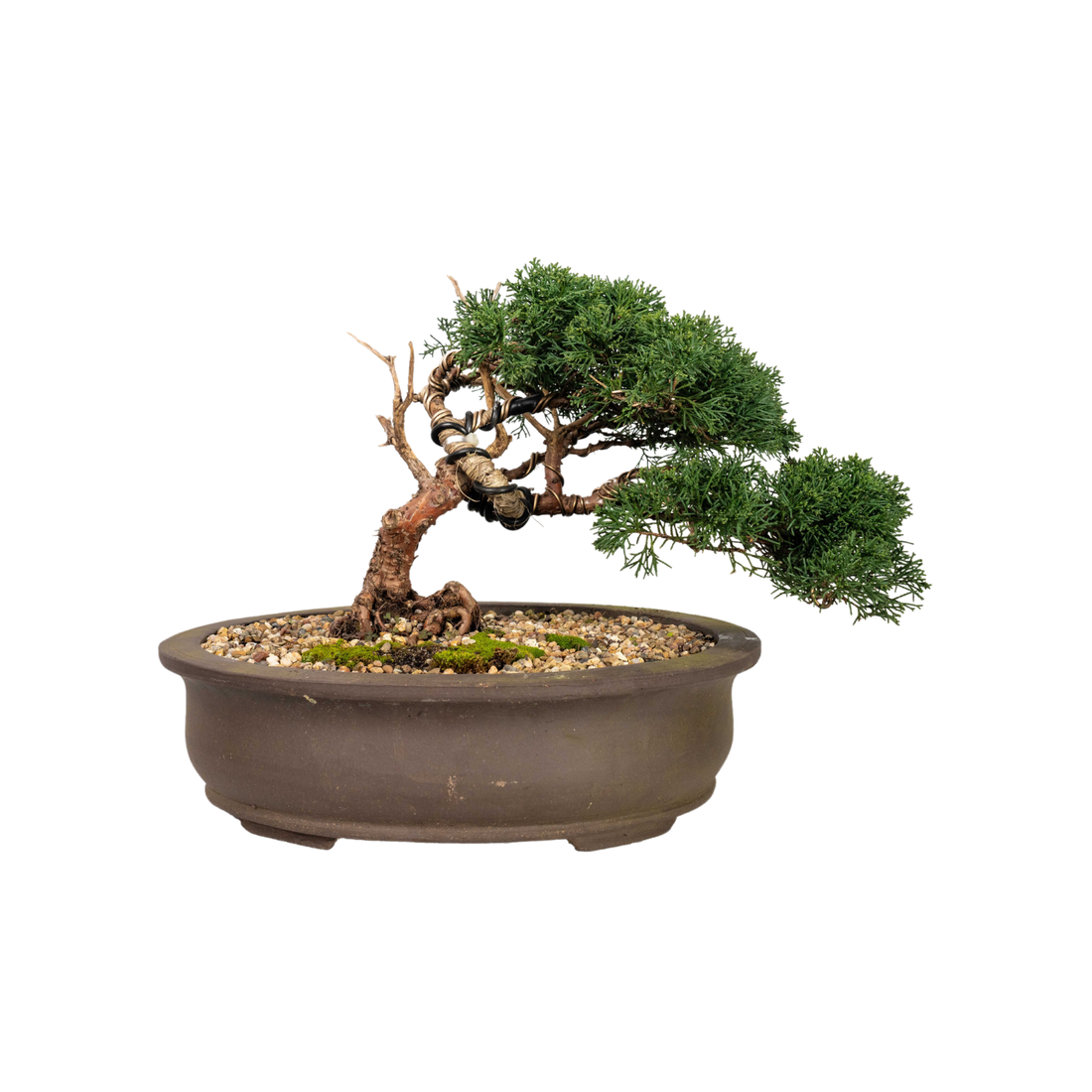 Shimpaku Juniper Bonsai (1998)