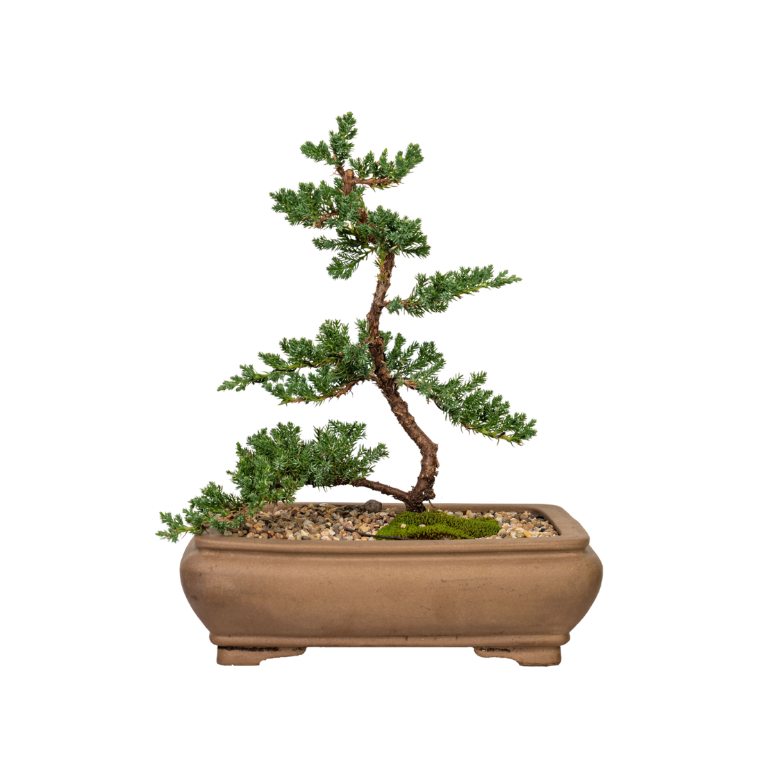 Juniper Bonsai (2011)