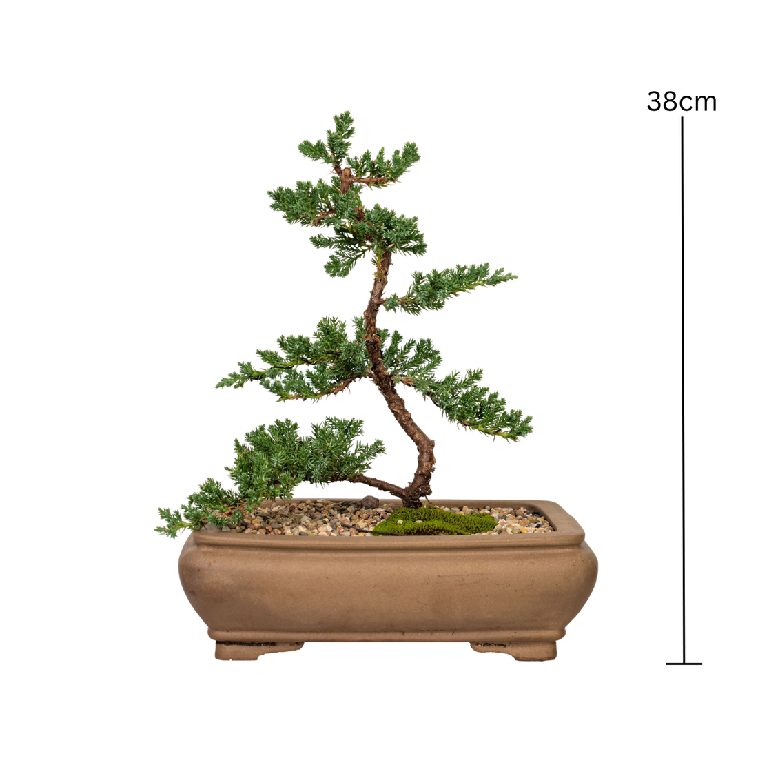 Juniper Bonsai (2011)