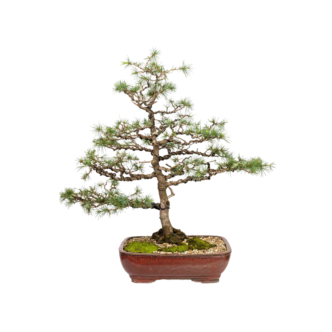 Atlantic Cedar Bonsai (1988)