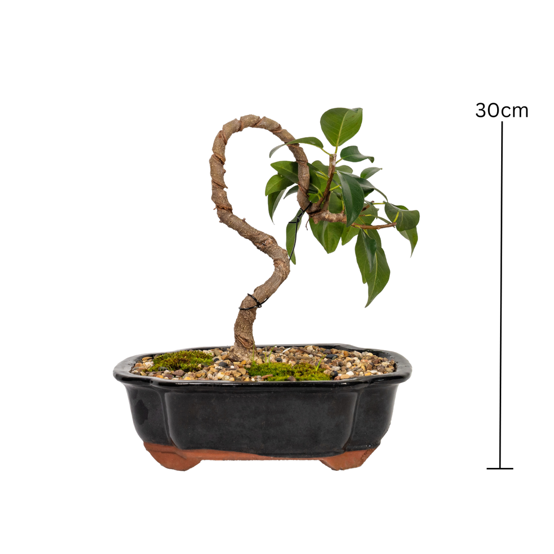 Port Jackson Fig Bonsai (2012)