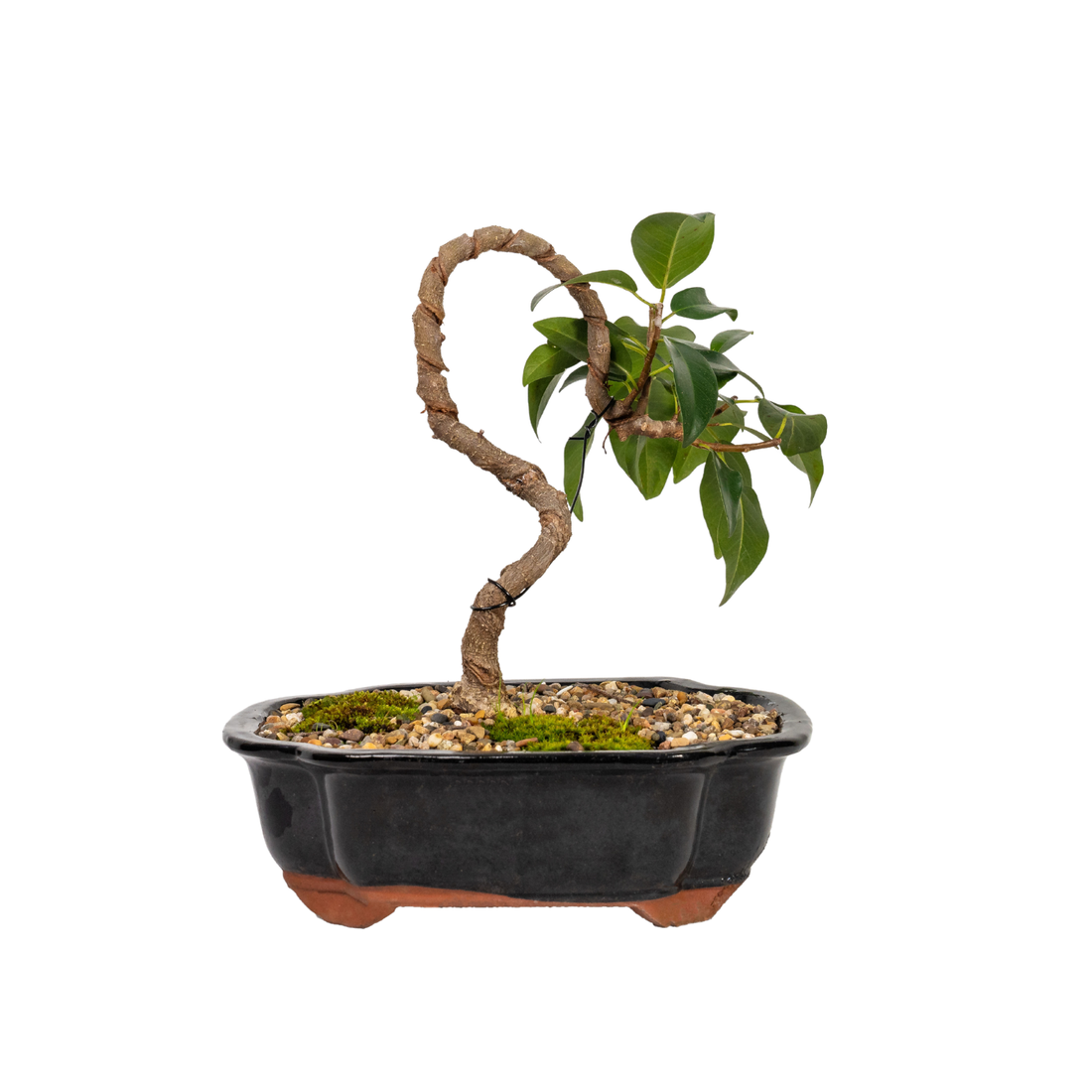 Port Jackson Fig Bonsai (2012)