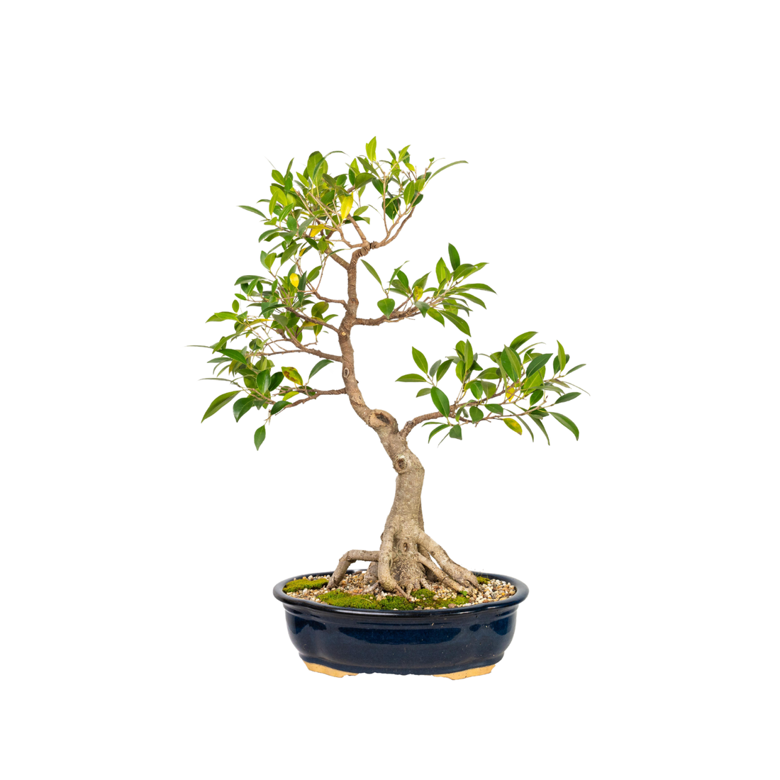 Tiger Bark Fig Bonsai (1984)