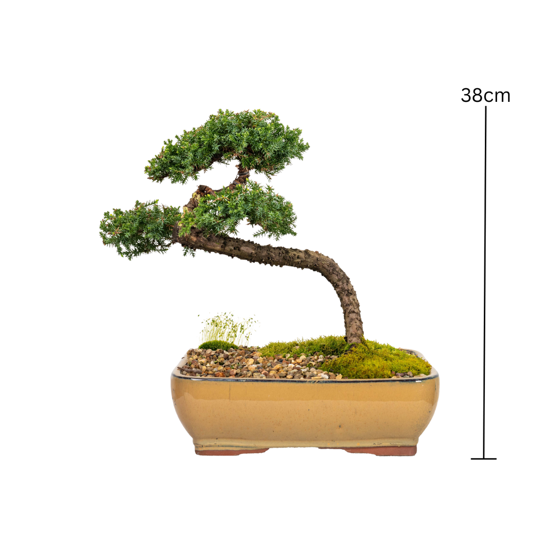 Juniper Bonsai (1998)