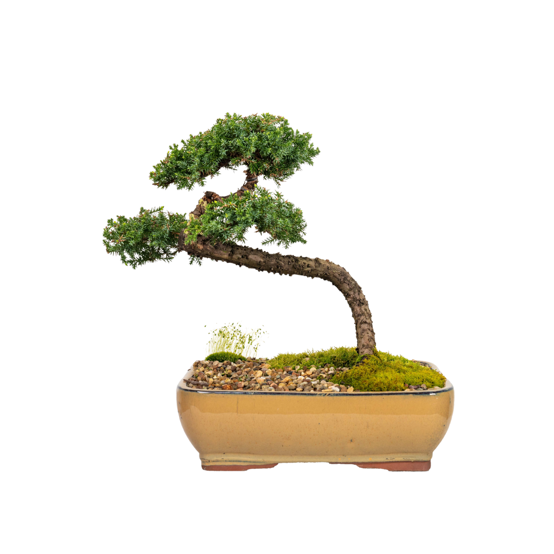 Juniper Bonsai (1998)