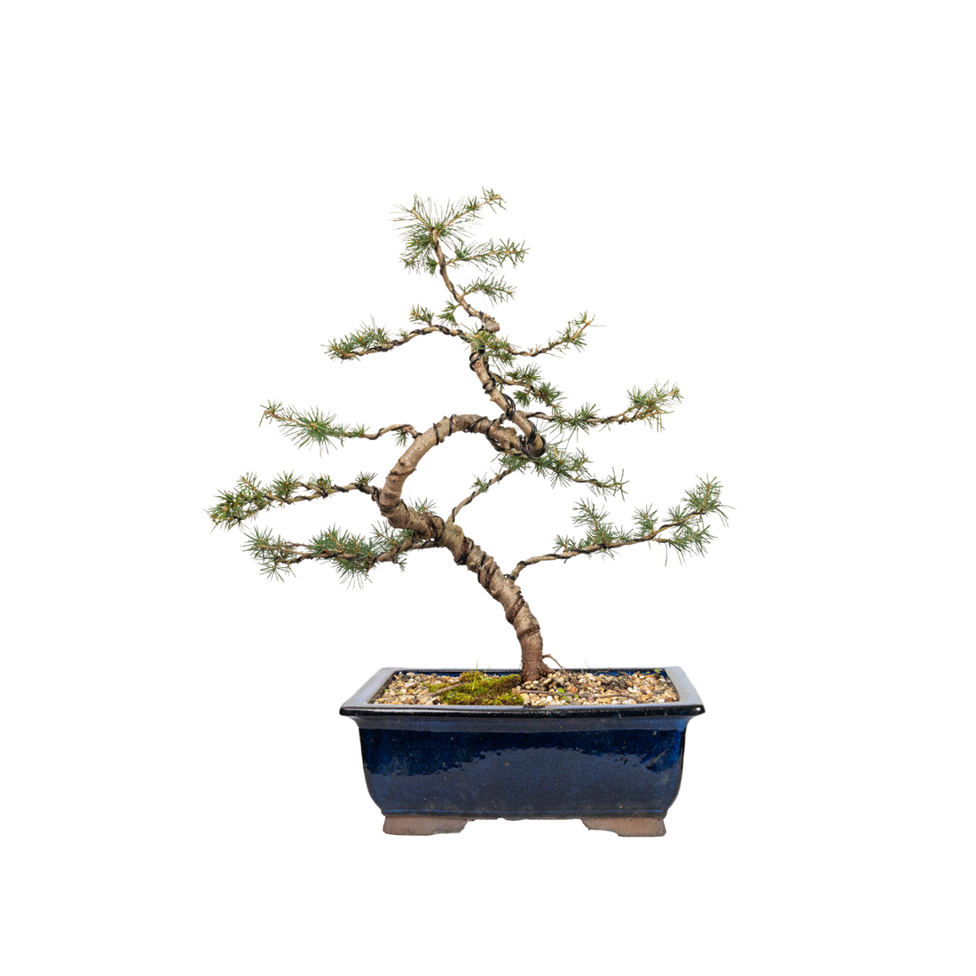 Atlantic Cedar Bonsai (2000)