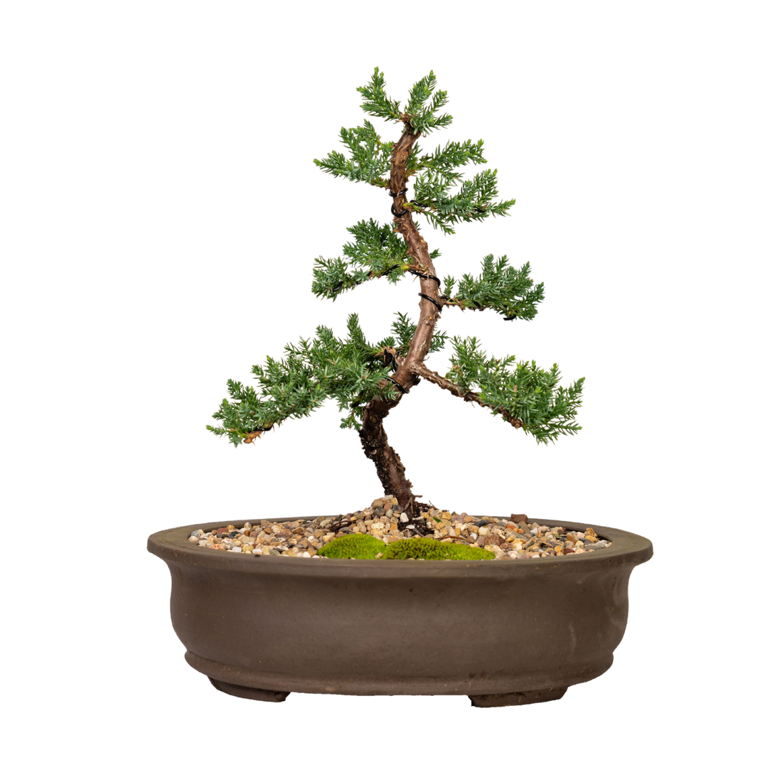 Juniper Bonsai (2012)