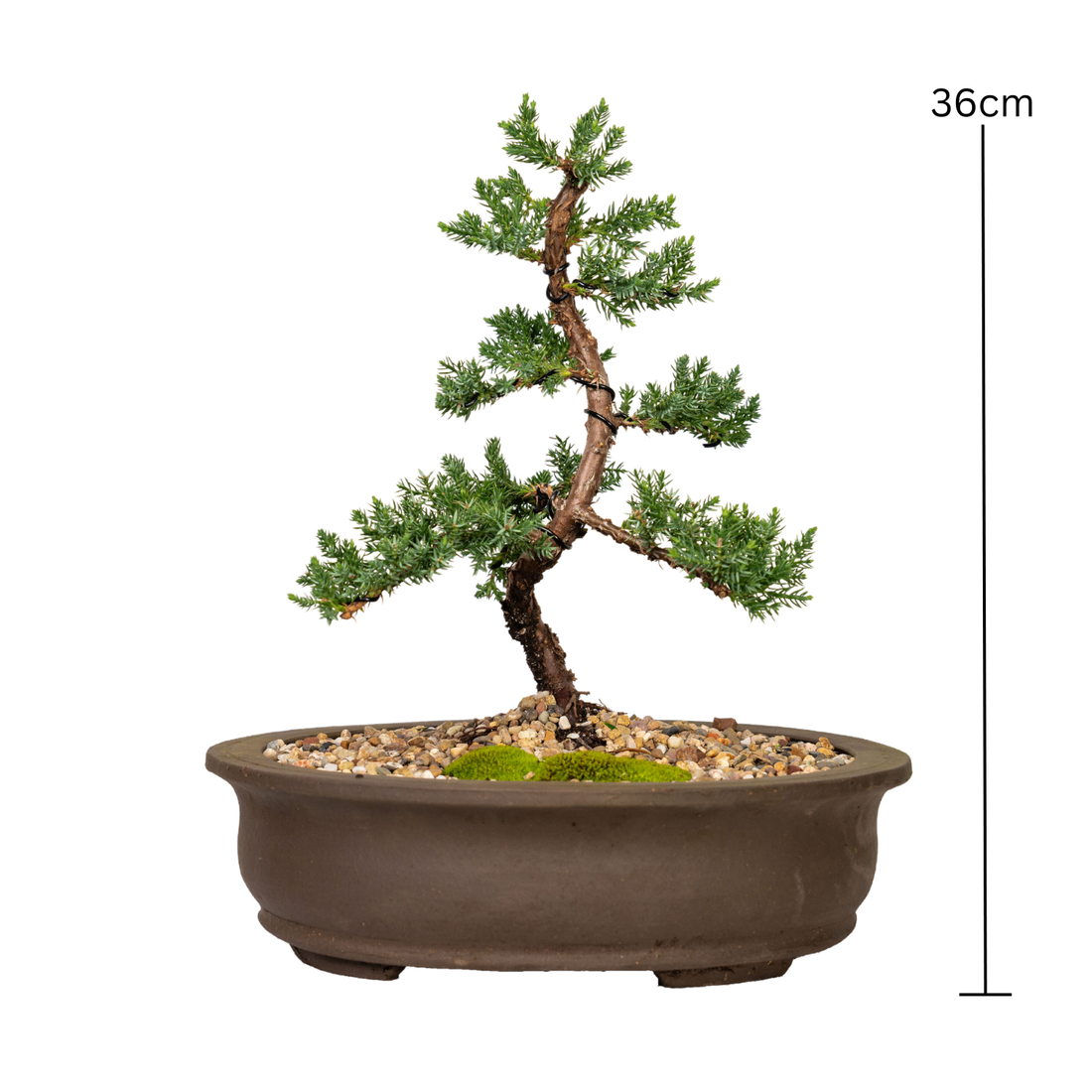 Juniper Bonsai (2012)