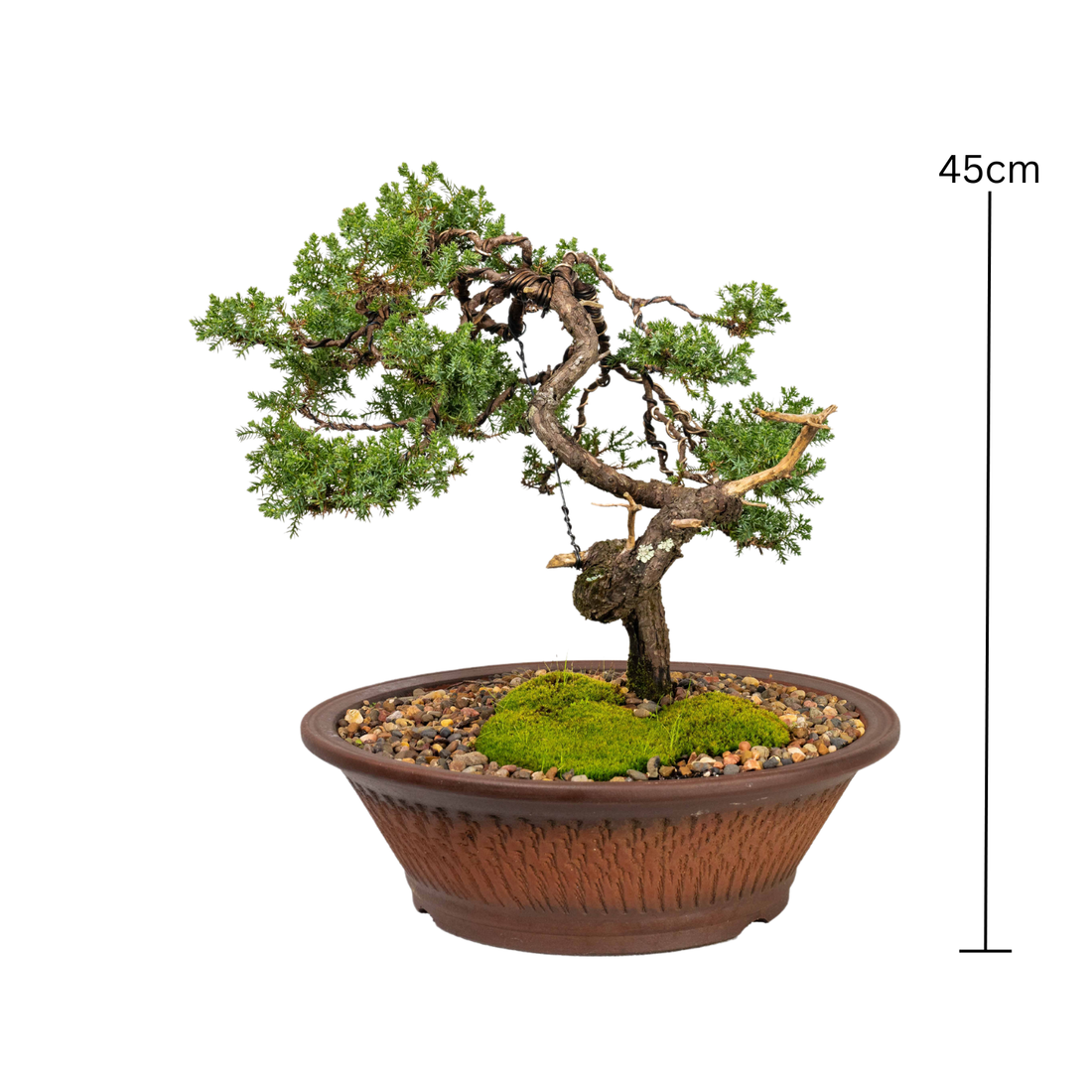 Juniper Bonsai (1998)