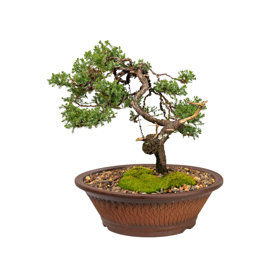 Juniper Bonsai (1998)