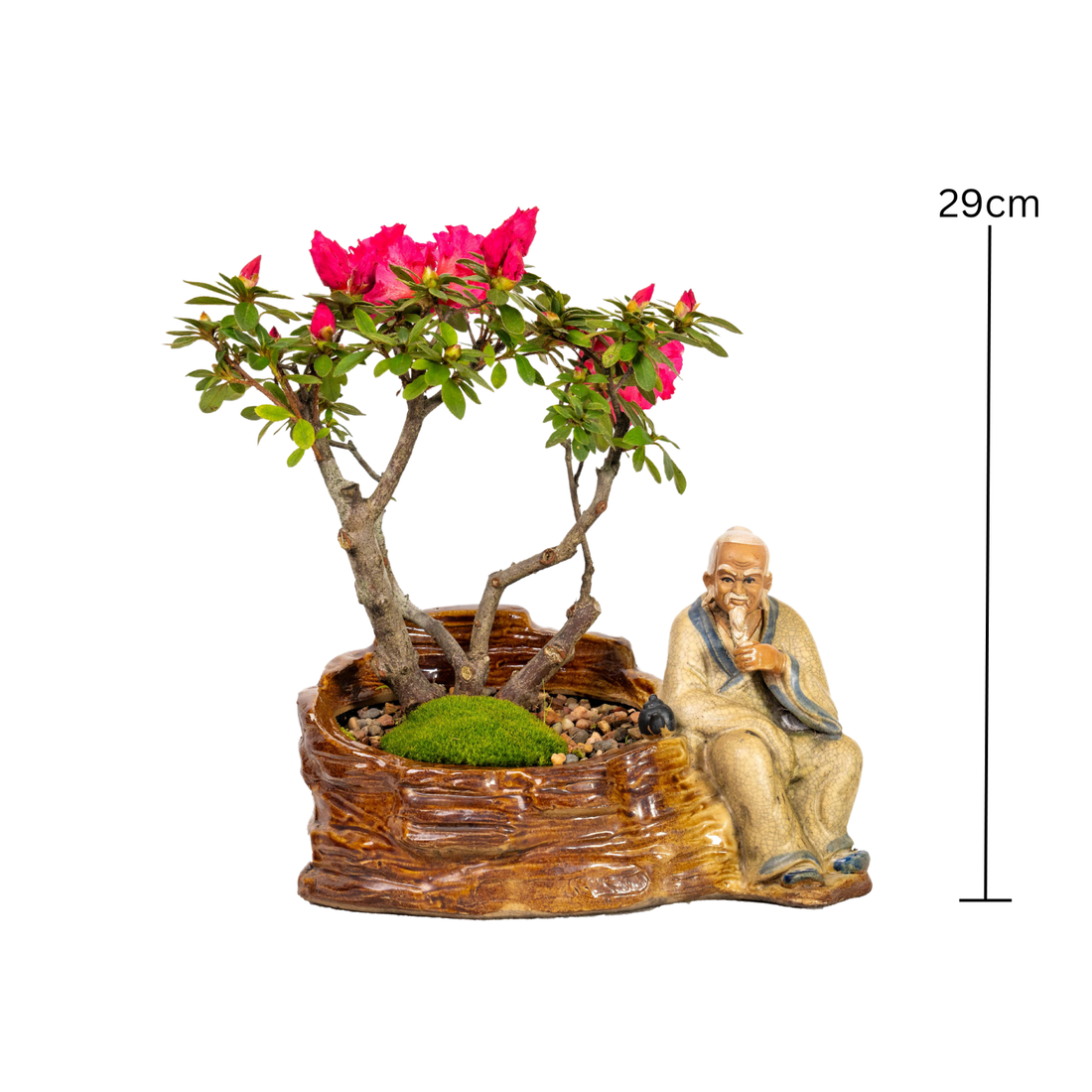 Azalea Bonsai (2000)