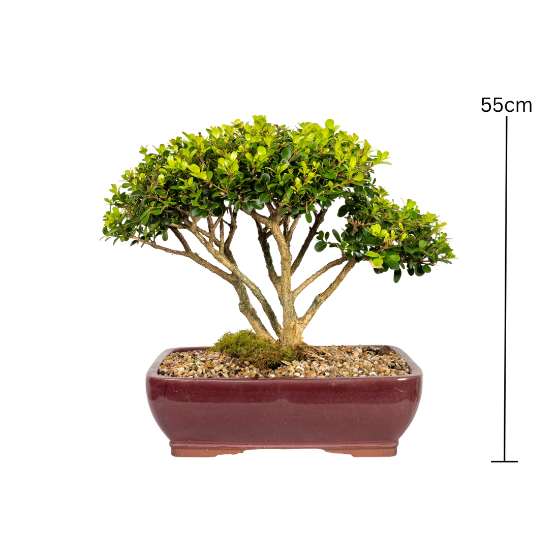 English Buxus Bonsai (1998)