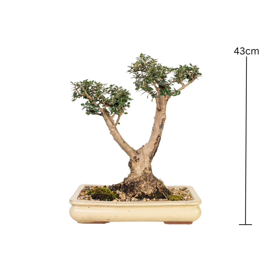 Asian Olive Bonsai (1990)