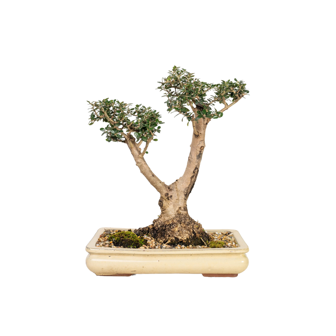 Asian Olive Bonsai (1990)